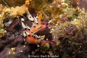 Flabellina nudibranch
Bunaken,Sulawesi,Indonesia, 
Cano... by Hans-Gert Broeder 